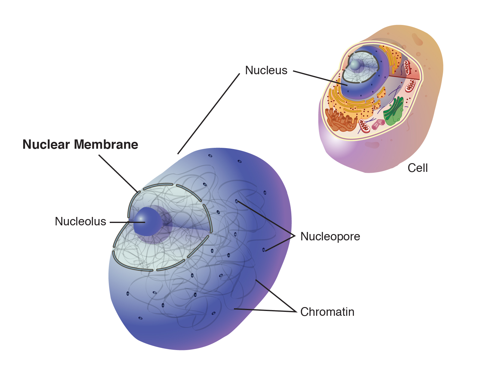 <p>(Organelle Worksheet) <strong><u>The Parts of a Cell:</u></strong> NUCLEAR MEMBRANE</p>