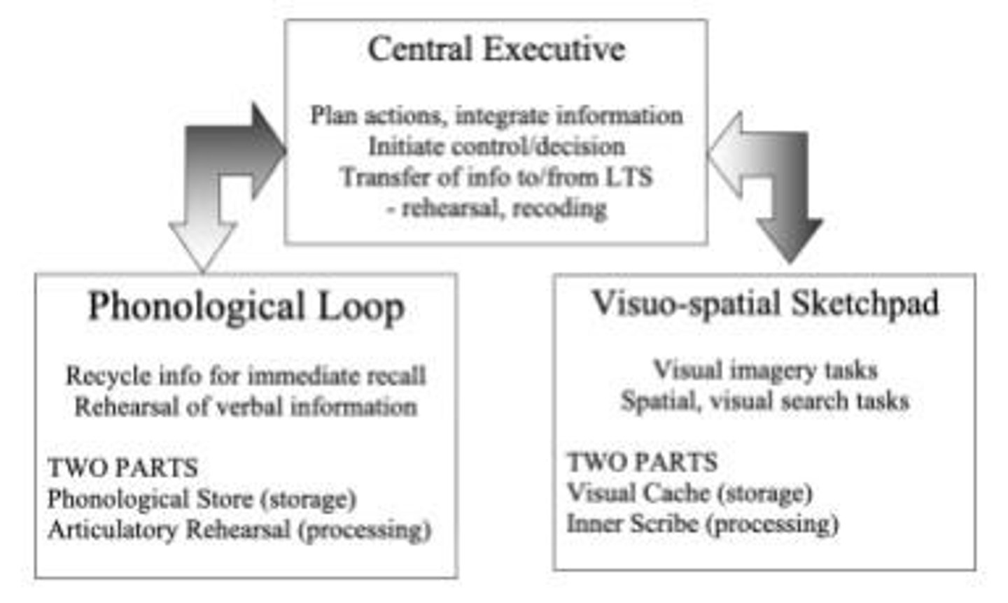 <p>He proposed that STS is not just a storage system but also important for active processing and manipulation of information.</p>