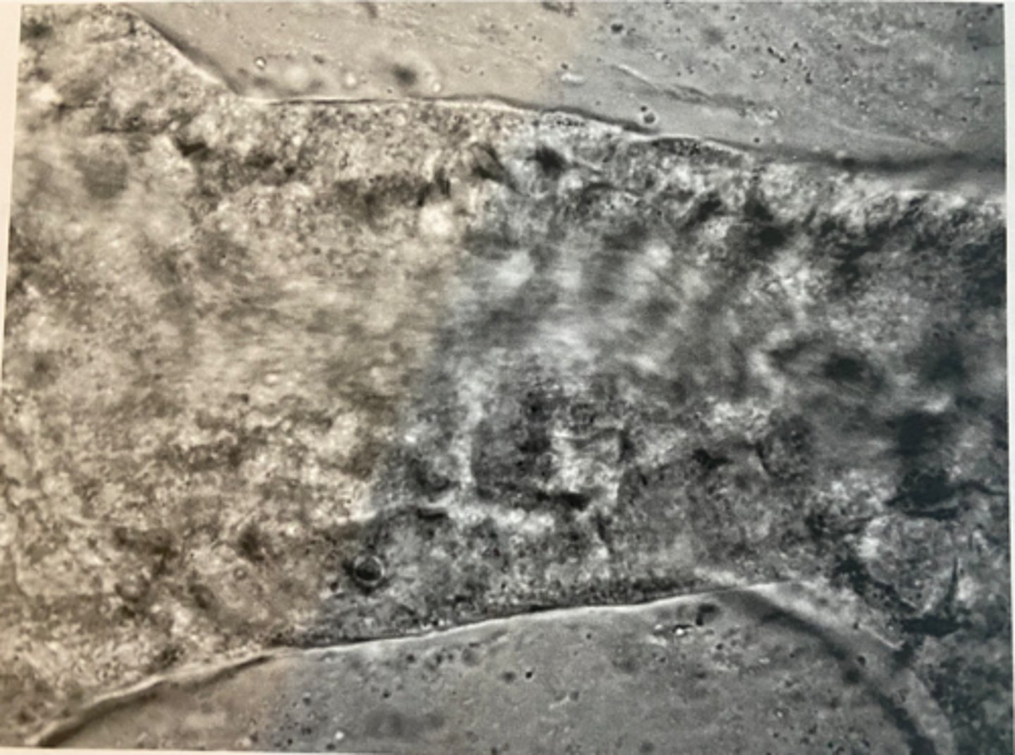 <p>The motion of cytoplasm in a cell that results in a coordinated movement of the cell's contents.</p>