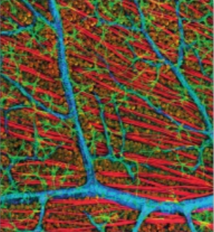 <p>Which microscope produced this image?</p>
