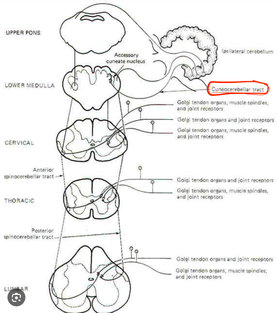 <p>Cuneocerebellar Tract</p>