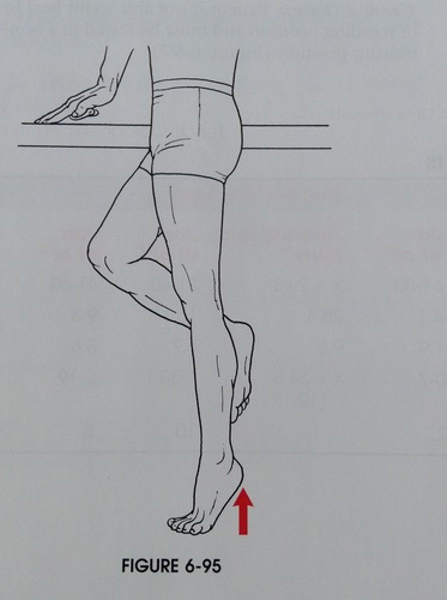 <p>Ankle Plantarflexion</p>