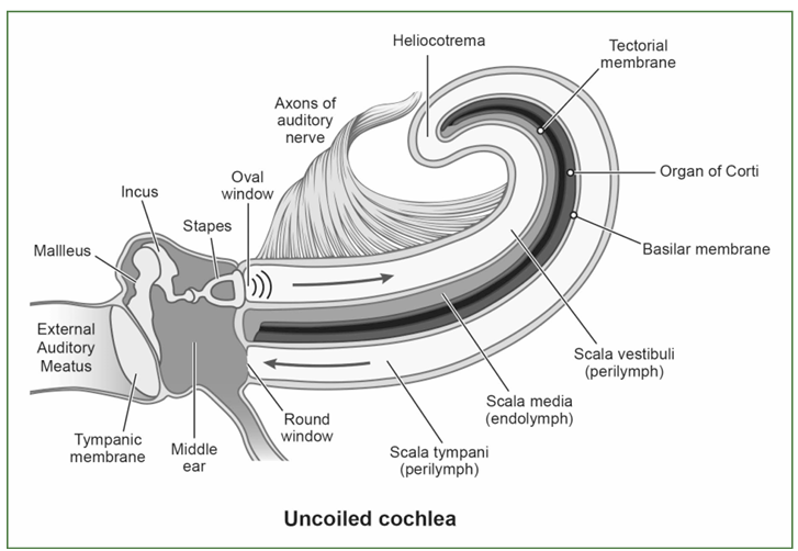 <p>&nbsp;&nbsp;tympani/vesitubli - both contrain perilymph fluid</p><p>the scala media/cochlear duct - filled with endolymph fluid</p><p>organ of corti is in cochlear duct. top of Organ of Corti is temporal membrance (STIFF, oscillating) bottom of Organ of corti is basilar membrane (gelatinous, osicllating, has hair cells.</p>