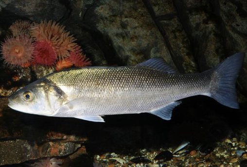 <p>What type of fish is shown in the picture?</p>