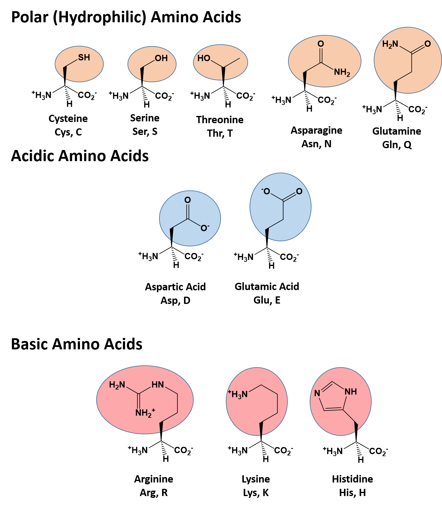 <p><span><strong><mark>a central carbon atom (alpha carbon) bonded to an amino group (-NH2), a carboxyl group (-COOH), a hydrogen atom, and a variable side chain called the "R group"</mark></strong> which is what differentiates each amino acid and determines its unique chemical properties, ultimately influencing the protein's structure and function.&nbsp;</span></p><p></p>