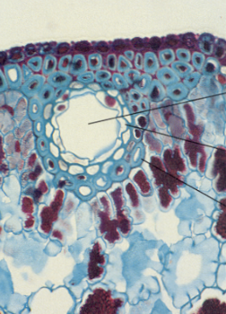 <p>produce resin (ex. pine sap)</p>