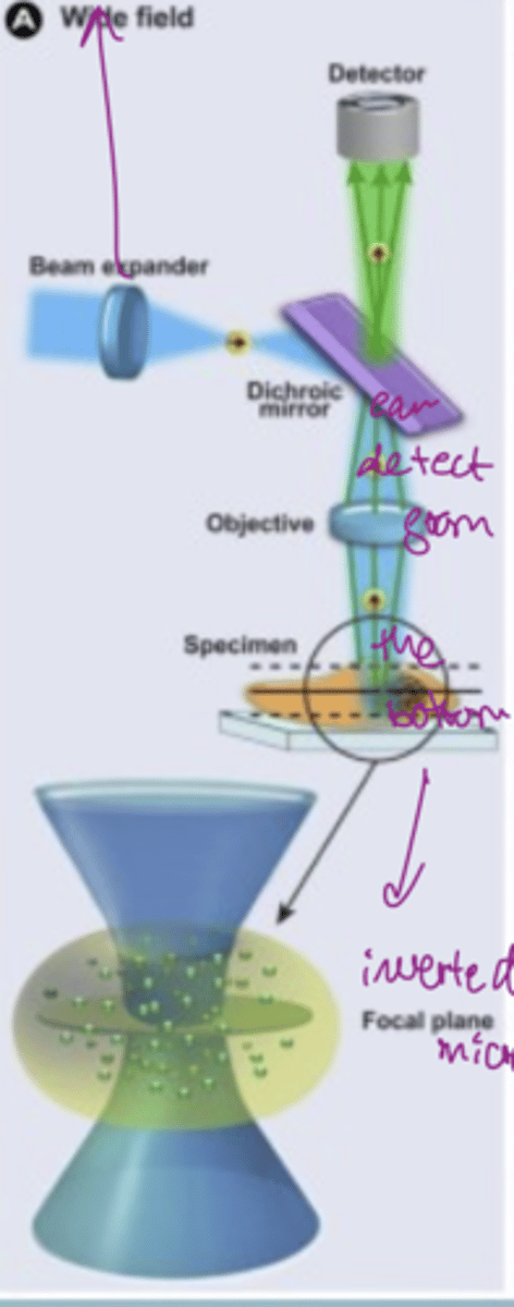 <p>only transmits fluorescence (some wavelengths) and reflects others</p><p>the focal volume determines the resolution</p><p>can detect from the bottom of the slide (inverted microscopy)</p>