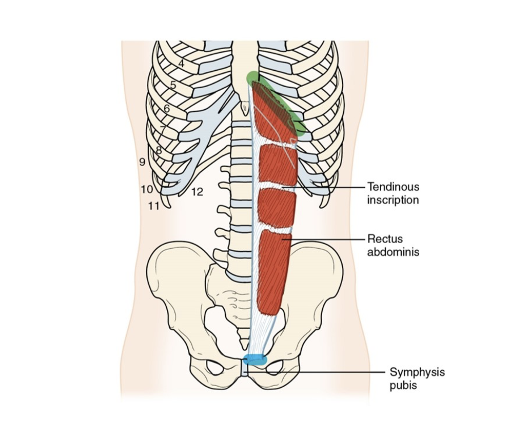 <p>A long, flat muscle that extends vertically along the front of the abdomen, responsible for flexing the spine and stabilizing the pelvis. </p>