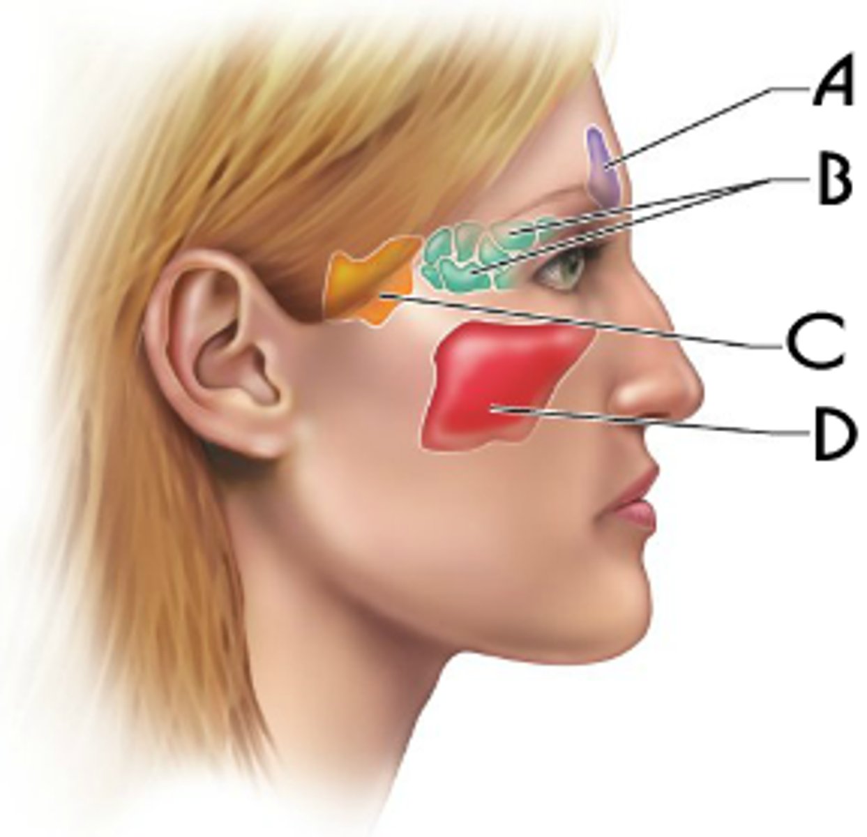 <p>sinus on either side of the nasal cavity below the eyes</p>