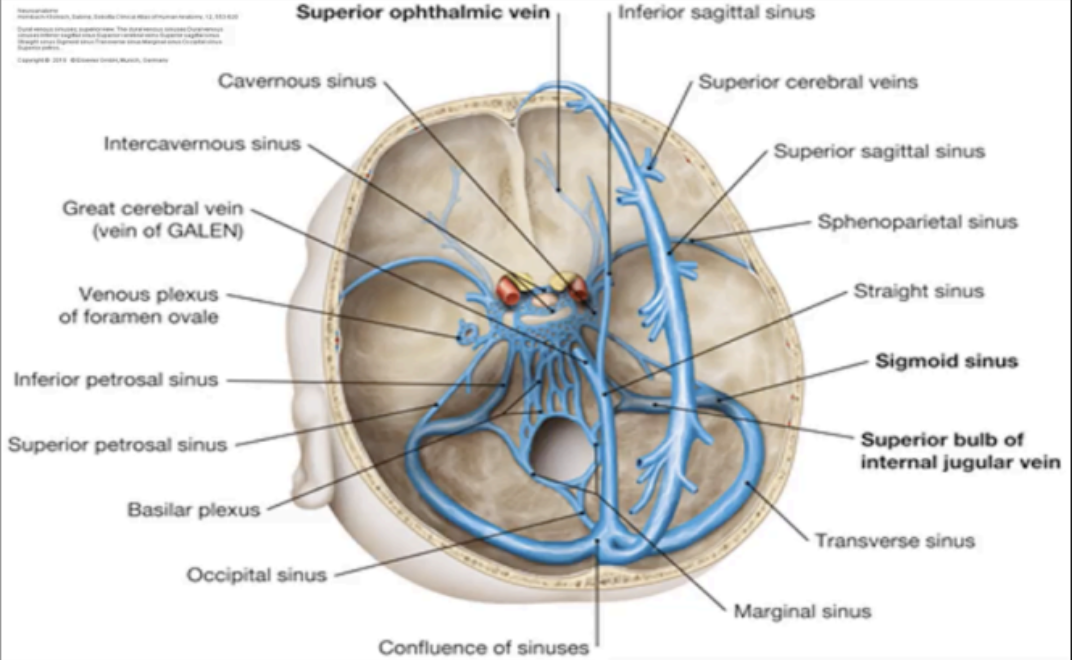 <p>DURAL VENOUS SINUSES</p>
