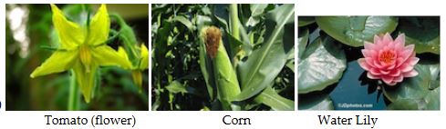 <p>Which of these plants is/are classified in the eudicot clade?What do ginkgos, cycads, and gnetophytes all have in common?</p>