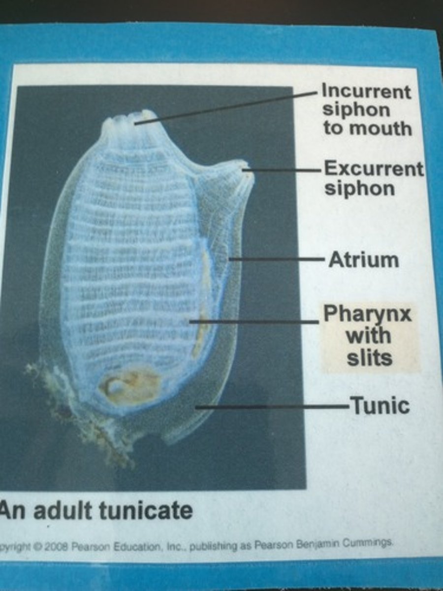<p>-Tunicates (sea squirts)</p><p>-larvae are free swimming, bilaterally symmetrical, and have all 4 chordate features - looks like tadpoles</p><p>-Adults cessile and radially symmetrical - covered in protective tunic - looks like sponge</p><p>-upper incurrent siphon and lateral excurrent siphon</p>