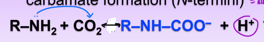 <ul><li><p>carbamate formation via the N-termini and CO2 = forms H+ ion</p></li><li><p>also acidifies environ</p></li><li><p>lower pH = coax Hb to release O2</p></li><li><p>deoxyHb binds more CO2 as carbamate than does oxyHb</p><ul><li><p>CO2 forces deoxy to give up O2 bc carbamate binds less tightly</p></li></ul></li><li><p>2 amino groups per HB able to covalently bind O2 on N-termini (not all 4 subunits)</p></li></ul><p></p>