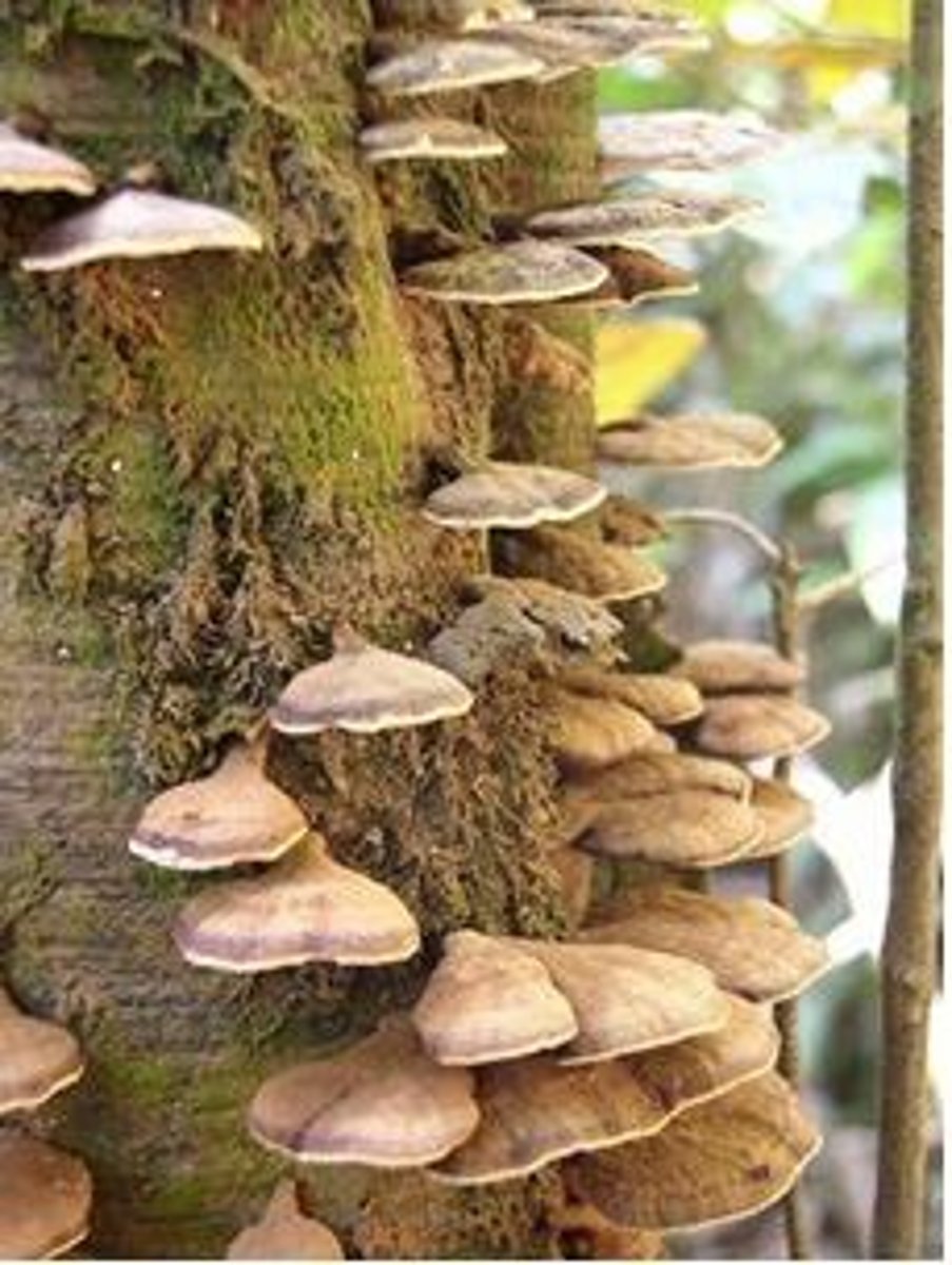 <p>Soil organisms that break down the remains of organisms and digests them. Crucial (very important) to soil formation. What bacteria and fungi in soil are called.</p>