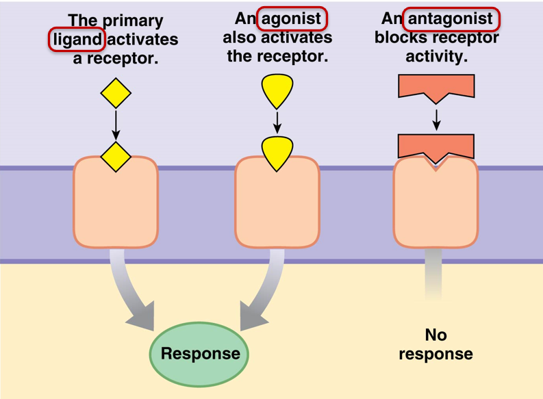 <p><strong>ligand</strong>: activates receptor</p><p><strong>agonist</strong>: activates receptor, competes with ligand</p><p><strong>antagonist</strong>: blocks receptor activity</p>