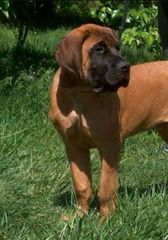 <p>What coat colour does this Mastiff puppy have?</p>