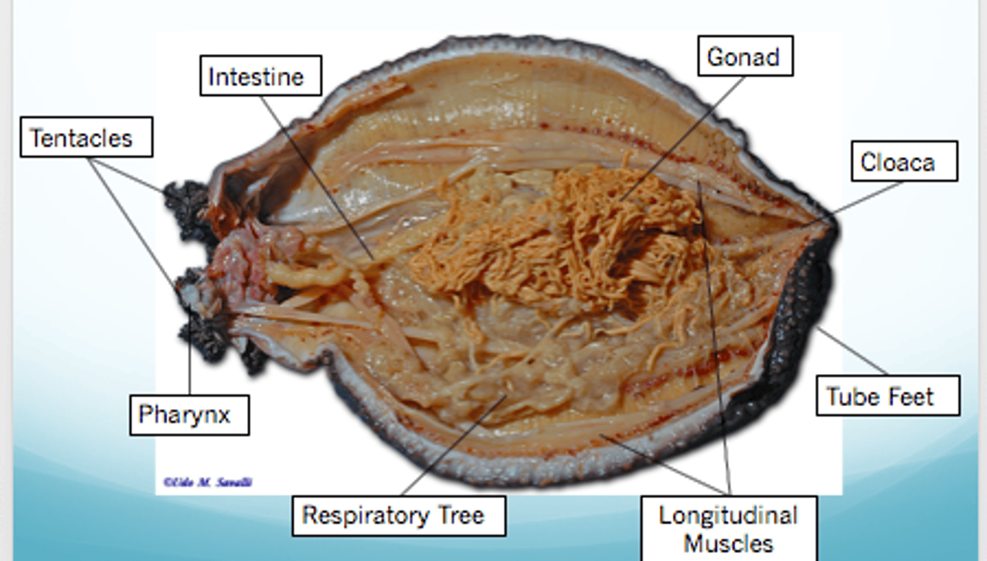 <p>Help them breathe inside their body.</p>