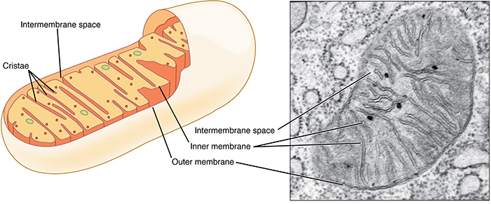<p>This cell organelle is in eukaryotic cells and helps with cell respiration. This is because the organelle can make ATP which carries energy making it known as the powerhouse of the cell.</p>