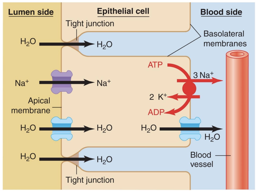 <p><strong>-Moves by osmosis toward higher sodium concentration </strong>(lower water conc.)</p><p>-Can go through channels (aquaporins)</p><ul><li><p>enhance membrane permeability to water, though some water can go though without</p></li><li><p>hormone regulated</p></li></ul><p>-Is one of few substances that can cross tight junction</p>