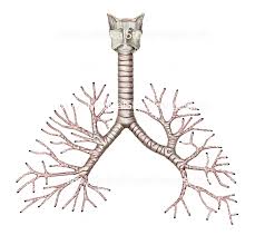 <p>the bronchus divides into smaller branches into the lungs </p>