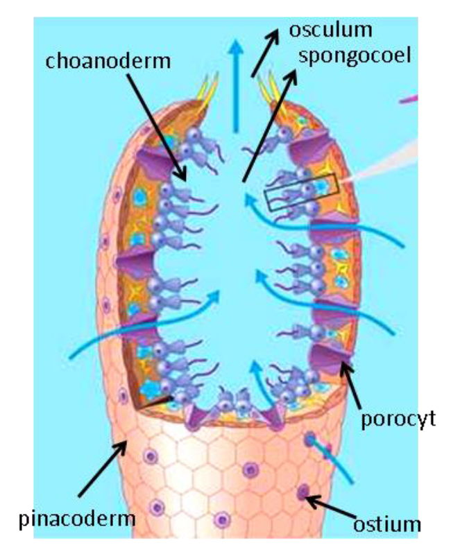 <ul><li><p>ostia</p></li><li><p>spongocoel = atrium</p></li><li><p>osculum</p></li><li><p>3 lagen</p><ul><li><p>pinacoderm; geen weefsel!!</p></li><li><p>mesohyl = slijmlaag; 20 à 30 <span>≠</span> celtypen</p></li><li><p>choanoderm; choanocyten = kraagcellen</p></li></ul></li></ul><p></p>