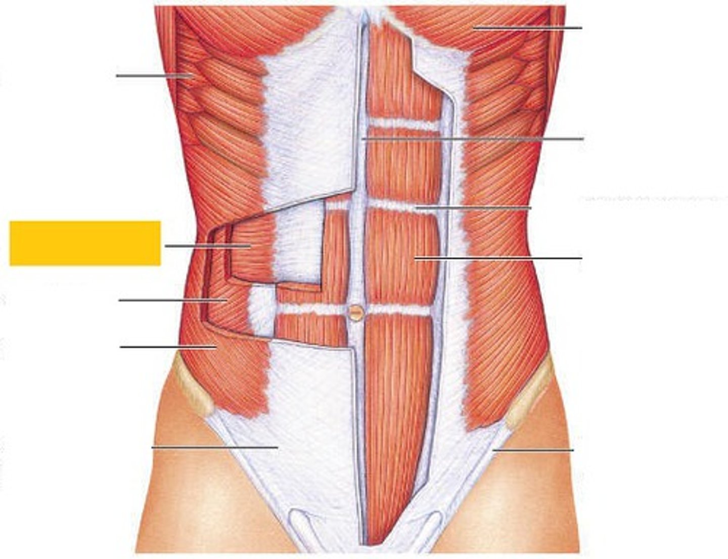 <p>Name This Muscle</p>