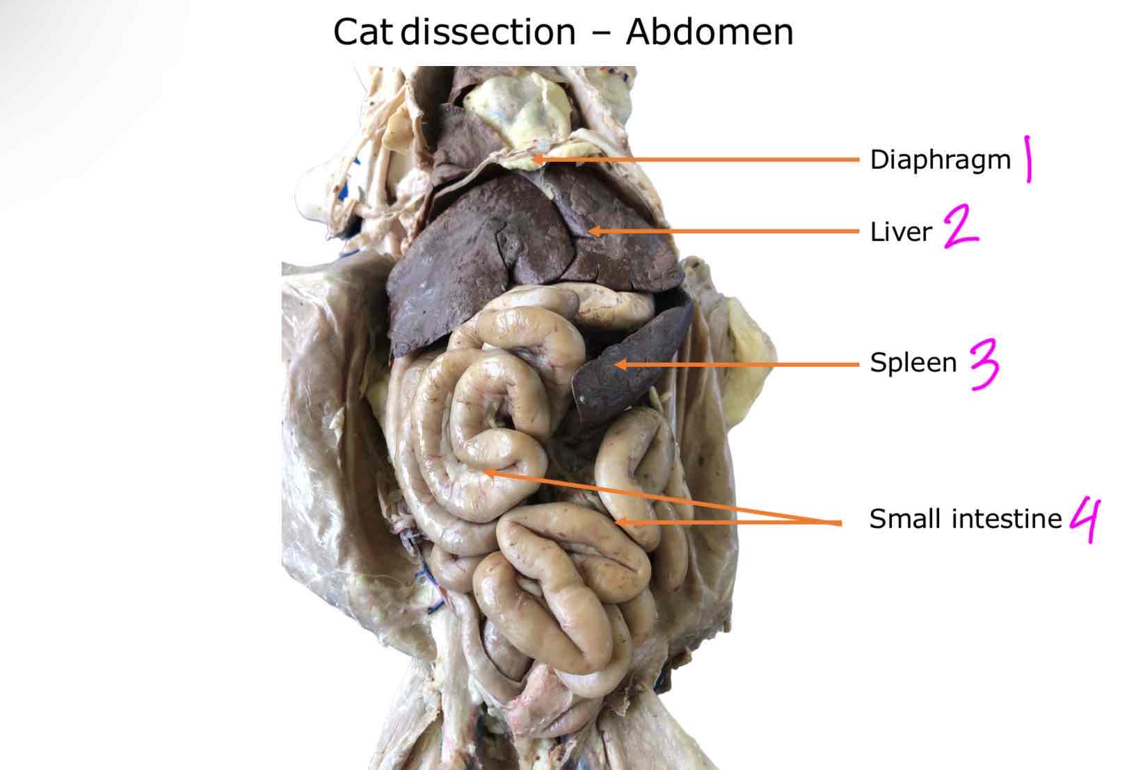 <ol><li><p>Diaphragm</p></li><li><p>Liver</p></li><li><p>Spleen</p></li><li><p>Small intestine</p></li></ol>
