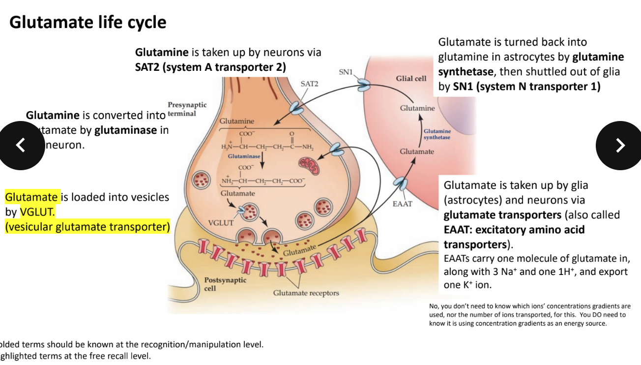 <p>VGLUT (vesicular glutamate transporter)</p>