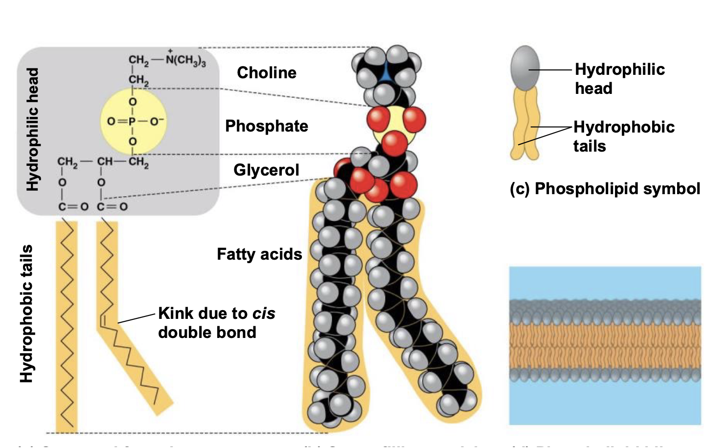 <p>Hydrophobic tails and hydrophilic  head</p><ul><li><p>Bilayer structure in aqueous  environment</p></li><li><p>Cell membranes have phospholipid  bilayers</p></li></ul>