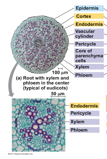 The vascular tissues are organized in the **center of the root** and is surrounded by an **endodermis** 

* The **xylem forms an X** with the **phloem located in the arms of the X**