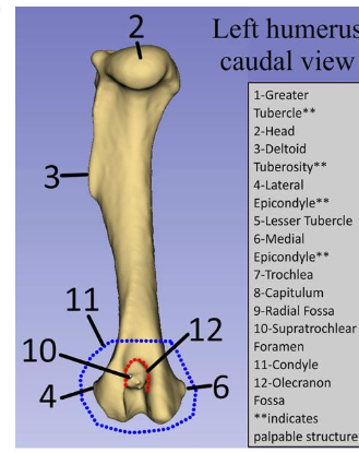 <p>Olecranon fossa</p>
