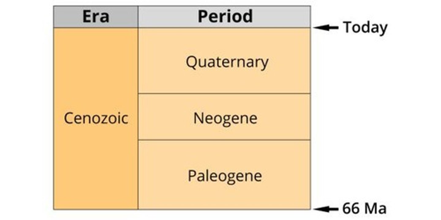 <p>Climate change influenced the evolution of new horse species in North America.</p>