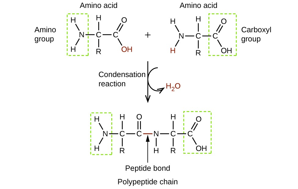 <p>Synthesize target compounds by organising several reactions in a sequence so the product of one is the reactant of the next, each step involves a functional group interconversion </p><p>ex. the reaction of 2 amino acids shows how functional groups on different molecules can react to give a new class of product </p><p>still has functional group on both sides so condensation can happen again to form a tripeptide and eventually a polypeptide </p>