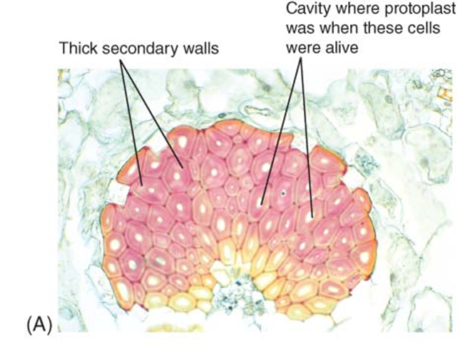 <p>composed of sclerenchyma cells</p><ul><li><p>dead at maturity </p></li><li><p>thick lignified secondary wall</p></li><li><p>strength and support plant parts not elongating </p></li><li><p>two types of cells</p><ul><li><p>sclereids</p></li><li><p>fibers</p></li></ul></li></ul><p></p>