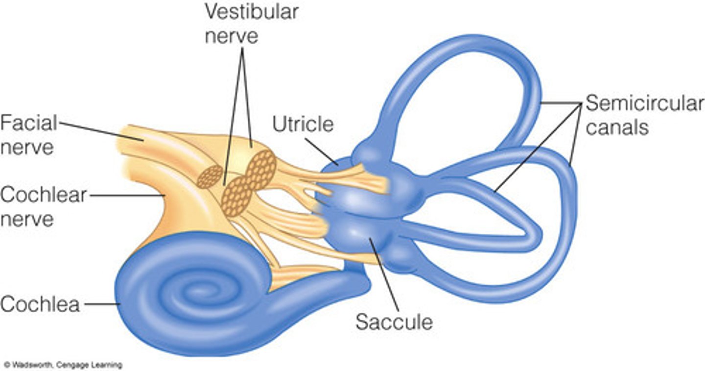 <p>Detects balance and body orientation via the semicircular canals.</p>