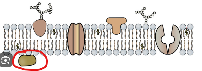 <p>lie on surface of membrane, communicate between cell and environment</p>