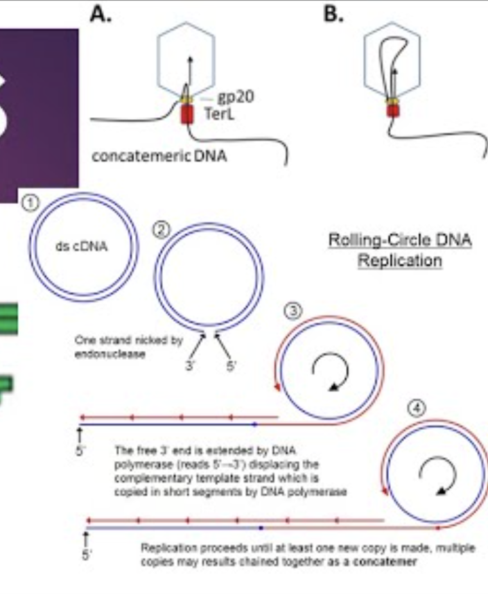 <p><strong>A long, continuous DNA strand containing multiple genome copies produced during rolling-circle replication</strong></p>