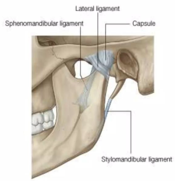 <p><span style="color: #000000"><strong>Ligament of TMJ</strong></span></p><ul><li><p><span style="color: #000000">Formed by the <u>thickened part of the joint capsule</u></span></p></li><li><p><span style="color: #000000">Attached <u>above the articular tubercle</u></span></p></li><li><p><span style="color: #000000">Extends downwards and backwards at angle of <u>45º to the horizontal </u></span></p></li><li><p><span style="color: #000000">Strengthens the joint <u>laterally</u></span></p></li></ul><p></p>