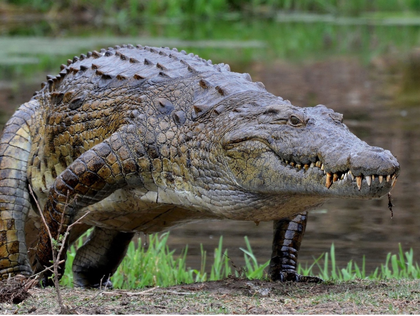 *only in central Africa*