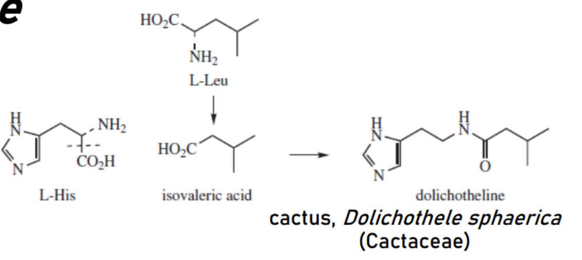 <p>T/F: The biosyntheis of dolichotheline,  isolated from a cactus - Dolichothele sphaerica (catacaeae), is with experimental evidence </p>