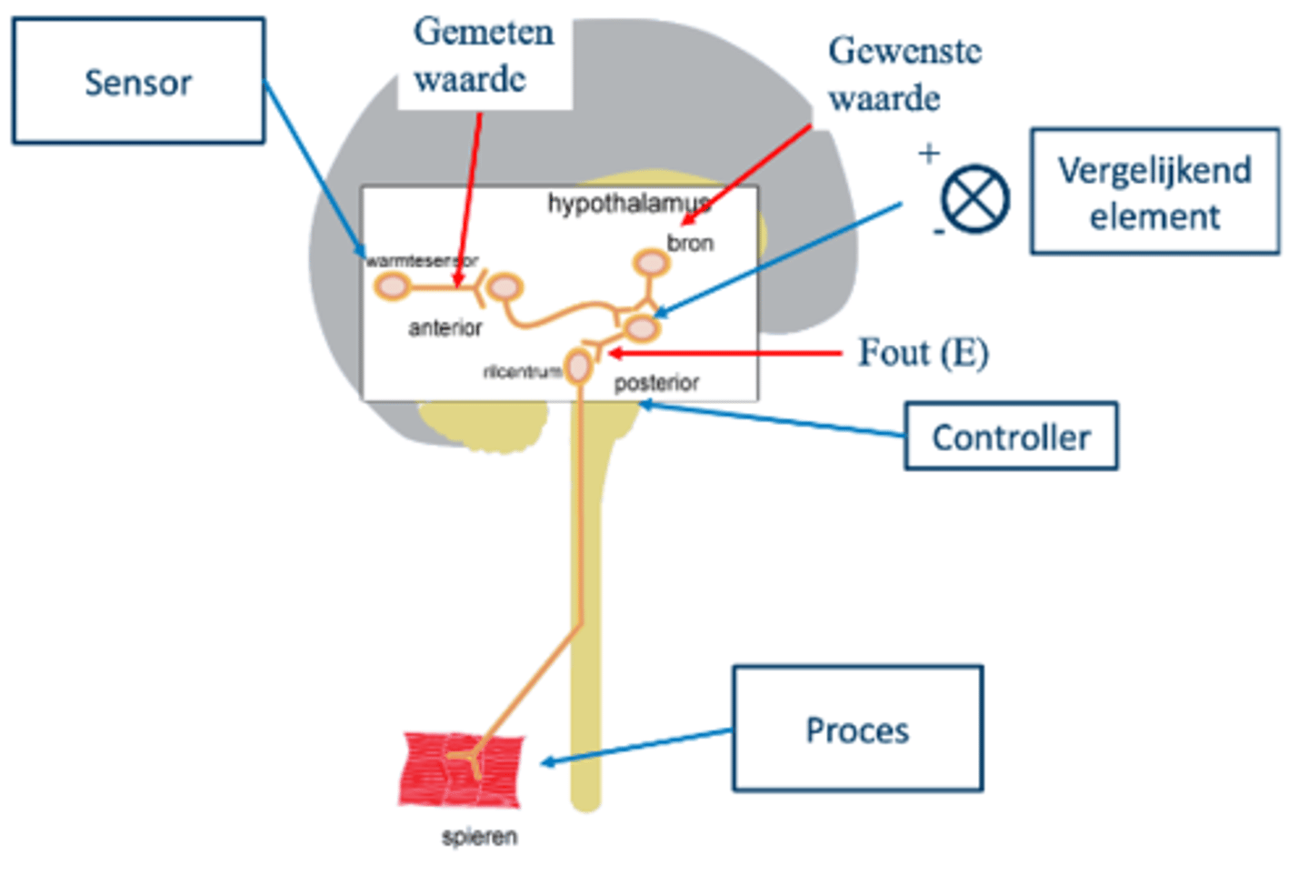 <p>1. frequentie van actiepotentialen uit warmtegevoelige neuronen neemt af</p><p>2. terugkoppeling signaal (= gemeten waarde) neemt af</p><p>3. verschilsignaal (= fout) neemt toe</p><p>4. rilcentrum (= controller) wordt geactiveerd</p><p>5. spieren (= proces) worden aangezet</p><p>6. warmteproductie komt op gang</p>