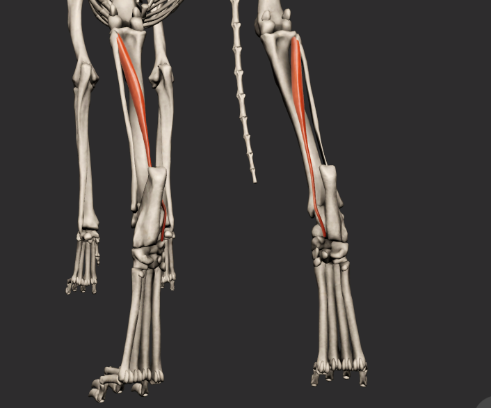 <p>odstup: pod condylus lateralis tibiae<br>úpon: do šlachy m. flexor digitorum lateralis</p>