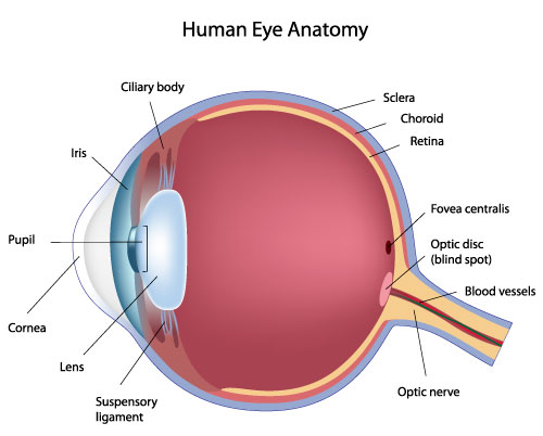 <p>the pigmented vascular layer of the eyeball between the retina and sclera; part of the vascular tunic</p>