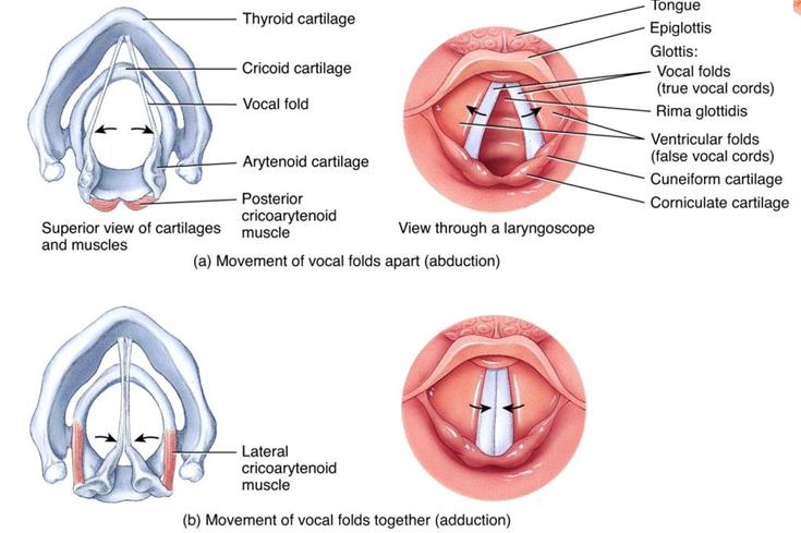 <p>The primary function of the vocal folds is to <strong>produce sound</strong>. They vibrate when air passes through them, generating sound waves that are modified by the mouth, tongue, and lips for speech.</p>