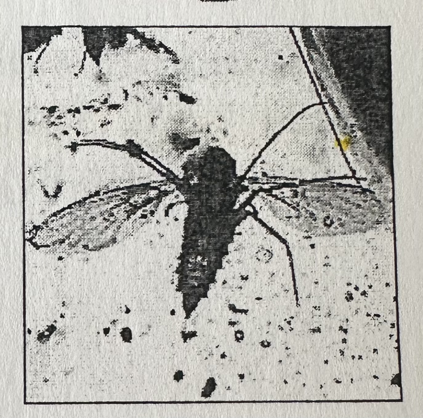 <p>Certain trees have a stick resin that small insects and other small organisms may be trapped in, which after burial may harden into amber.</p>