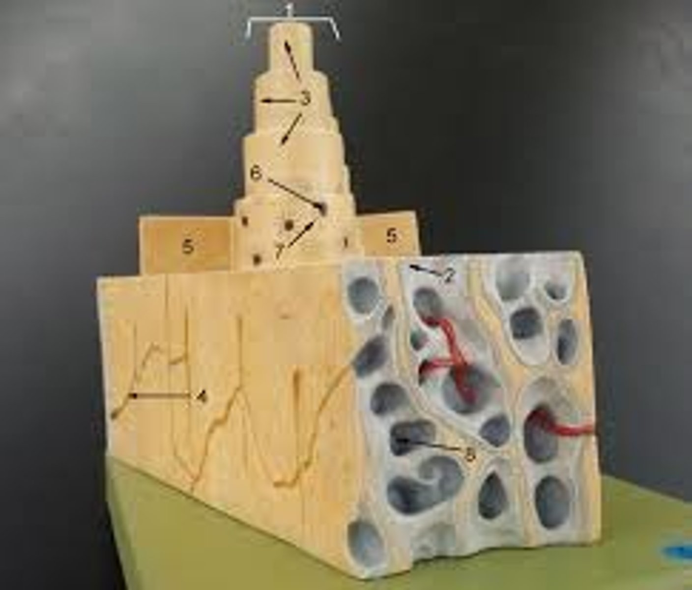 <p>Identify the structure at #2</p>