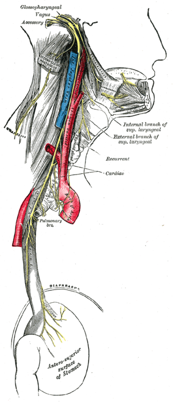 <p>bolygóideg</p>