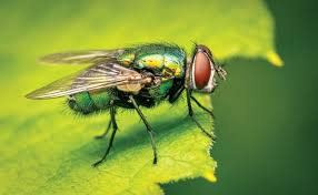 <p>Blow fly</p>