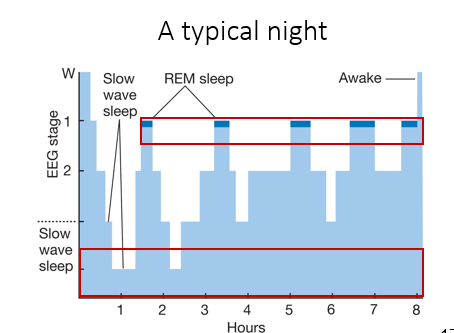 <ul><li><p><span>Sleep recordings revealed four distinct patterns of activity, three stages of sleep (NREM), 1, 2, 3 and an additional REM sleep episode</span></p></li><li><p><span>We cycle through each stage and back, with each cycle lasting approximately 90 minutes</span></p></li></ul>