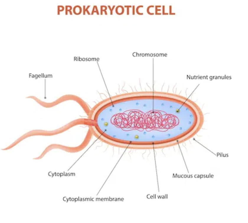 <p>A small simple cell type that has no Nucleus or membrane-bound organelles and are always single-cell organisms (ex:bacteria) They were the first&nbsp;form of life on Earth, appearing about  3.5 billion years ago. </p>